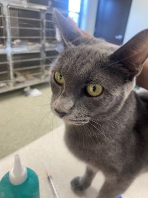 Roxy, Adult Female Domestic Short Hair