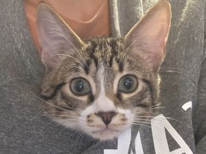 Clark - SEE ME @ PETCO!, Baby Male unknown