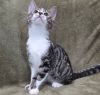 Clark - SEE ME @ PETCO! photo 2