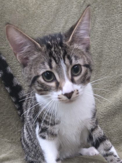 Clark - SEE ME @ PETCO!