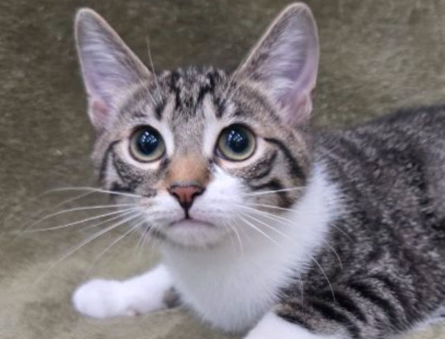 Judy - SEE ME @ PETCO!