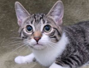 Judy - SEE ME @ PETCO!, Baby Female unknown