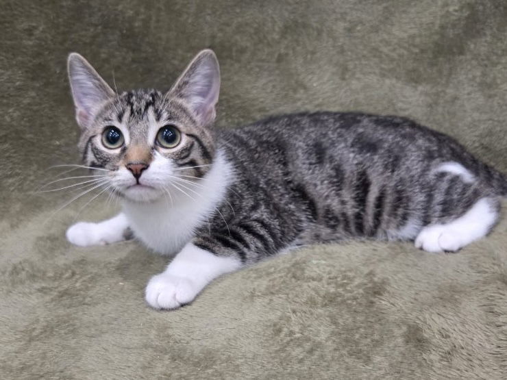 Judy - SEE ME @ PETCO!