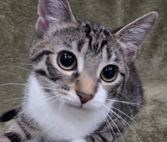 Judy - SEE ME @ PETCO!