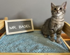 Mr. Bagel, Baby Male Domestic Short Hair