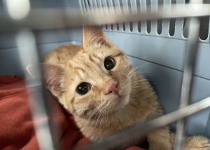 CHEDDAR - Offered by Owner - Young Female, Adult Female Domestic Short Hair
