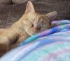 CHEDDAR - Offered by Owner - Young Female photo 2