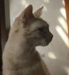CHEDDAR - Offered by Owner - Young Female photo 3