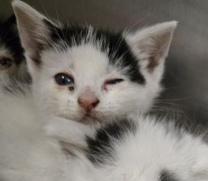 Skunk, Baby Female Domestic Short Hair