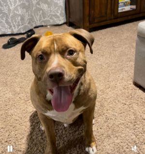 Franklin Pit Bull Terrier Dog