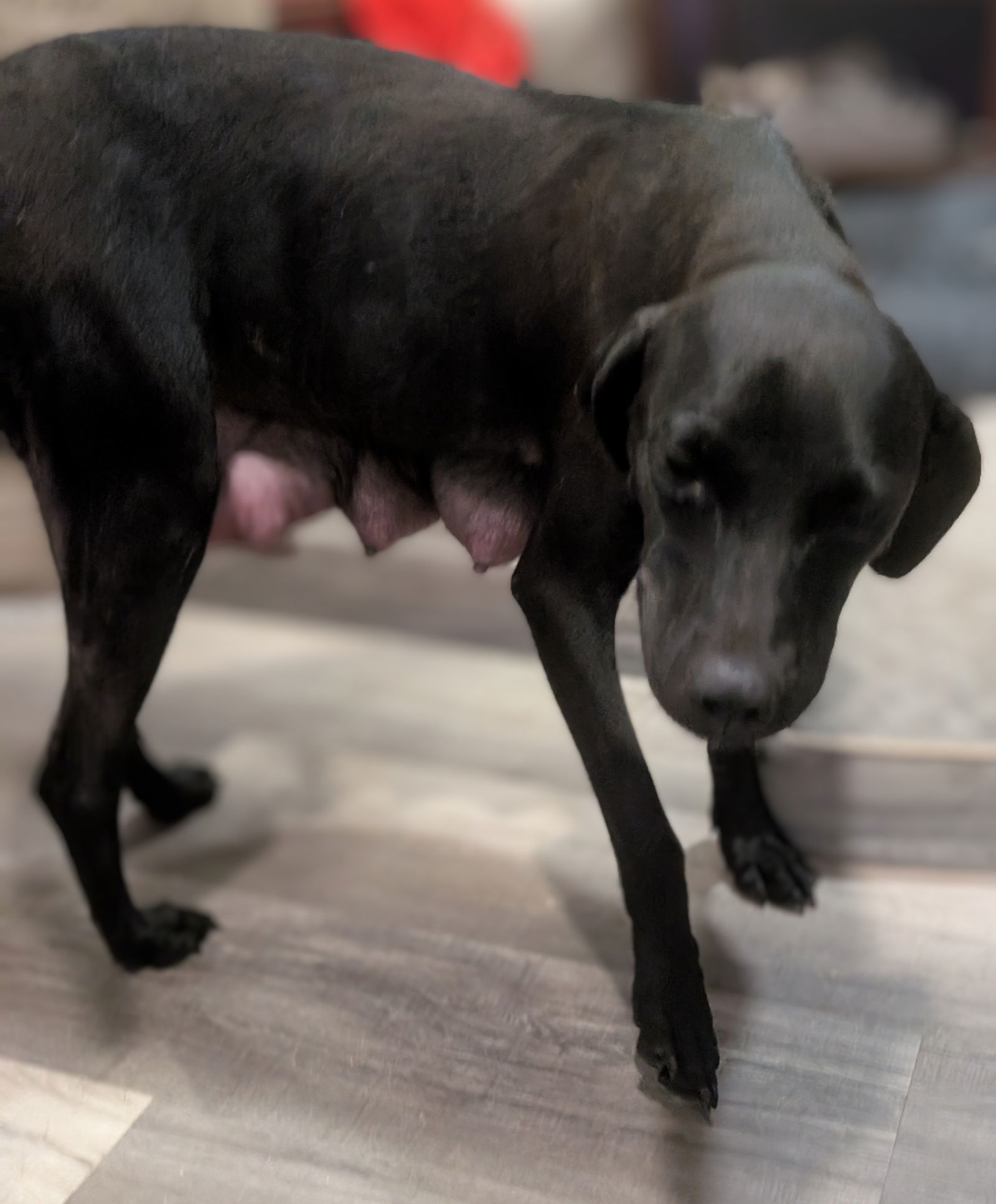 Tootsie