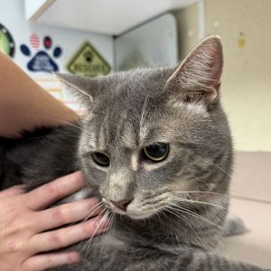 Archie, Adult Male Domestic Short Hair
