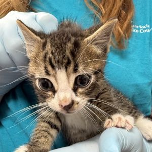 Omelet, Baby Male Domestic Short Hair