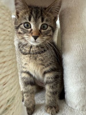 Alfredo, Baby Female Domestic Short Hair