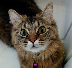 Julia, Young Female Domestic Medium Hair