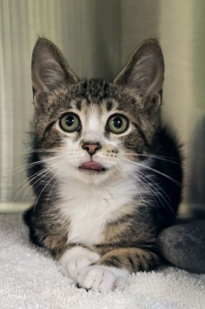 Babe Ruth, Baby Male Domestic Short Hair