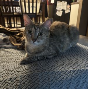 Ally, Young Female Domestic Short Hair