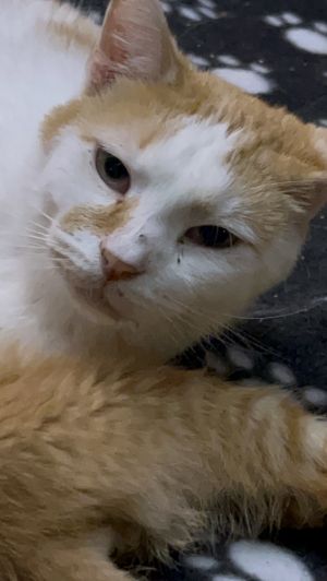 Hogi N., Adult Male Domestic Short Hair