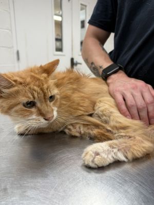 Primary Color Orange Tabby Weight 76875lbs Age 14yrs 0mths 0wks Animal has been Neutered