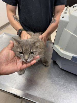 Primary Color Grey Weight 64375lbs Age 15yrs 0mths 0wks Animal has been Spayed