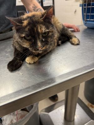 Tiffy(pent 6) Domestic Medium Hair Cat