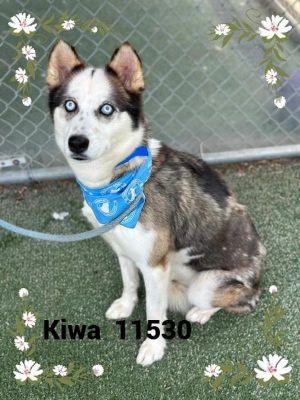 Primary Color Tri Color Secondary Color White Weight 406lbs Age 3yrs 0mths 1wks