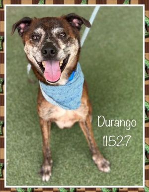 Durango (803) Hound Dog