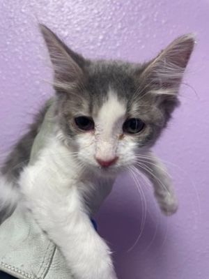 58456672, Baby Male Domestic Short Hair