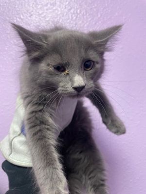58456681, Baby Female Domestic Short Hair