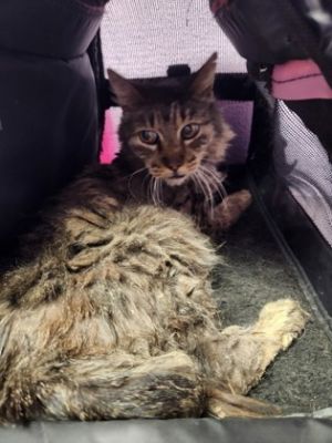 Angel, Senior Male Domestic Medium Hair