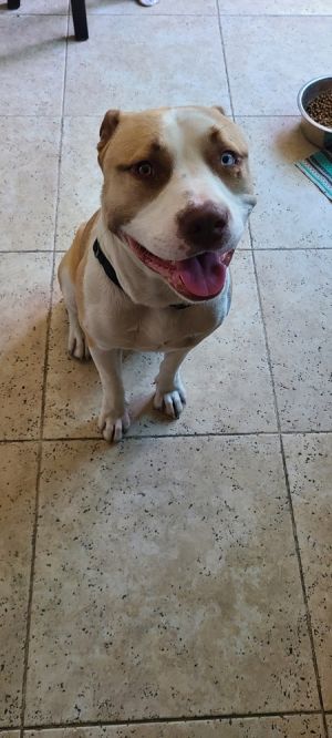 Chance, Adult Male unknown