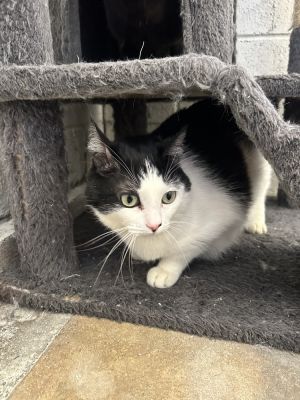 Hannah, Adult Female Domestic Short Hair