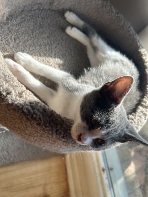 Greta, Baby Female Domestic Short Hair