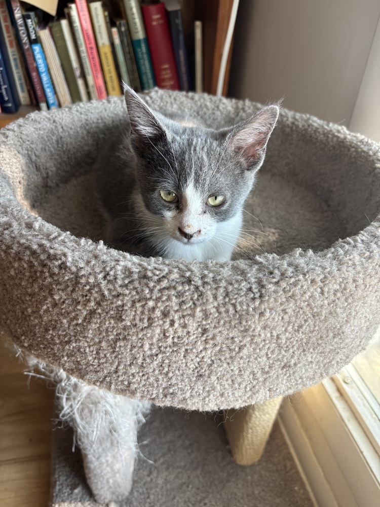 Greta