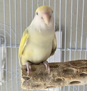 Lumi, Adult Female unknown