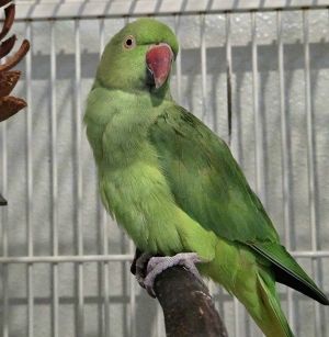 Amara, Adult Female Ringneck / Psittacula