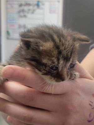 Hornet, Baby Female American Shorthair