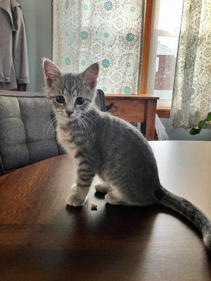 Mack, Baby Female Domestic Short Hair