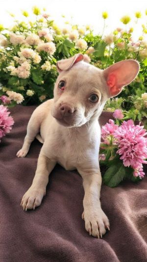 Photo of Rose