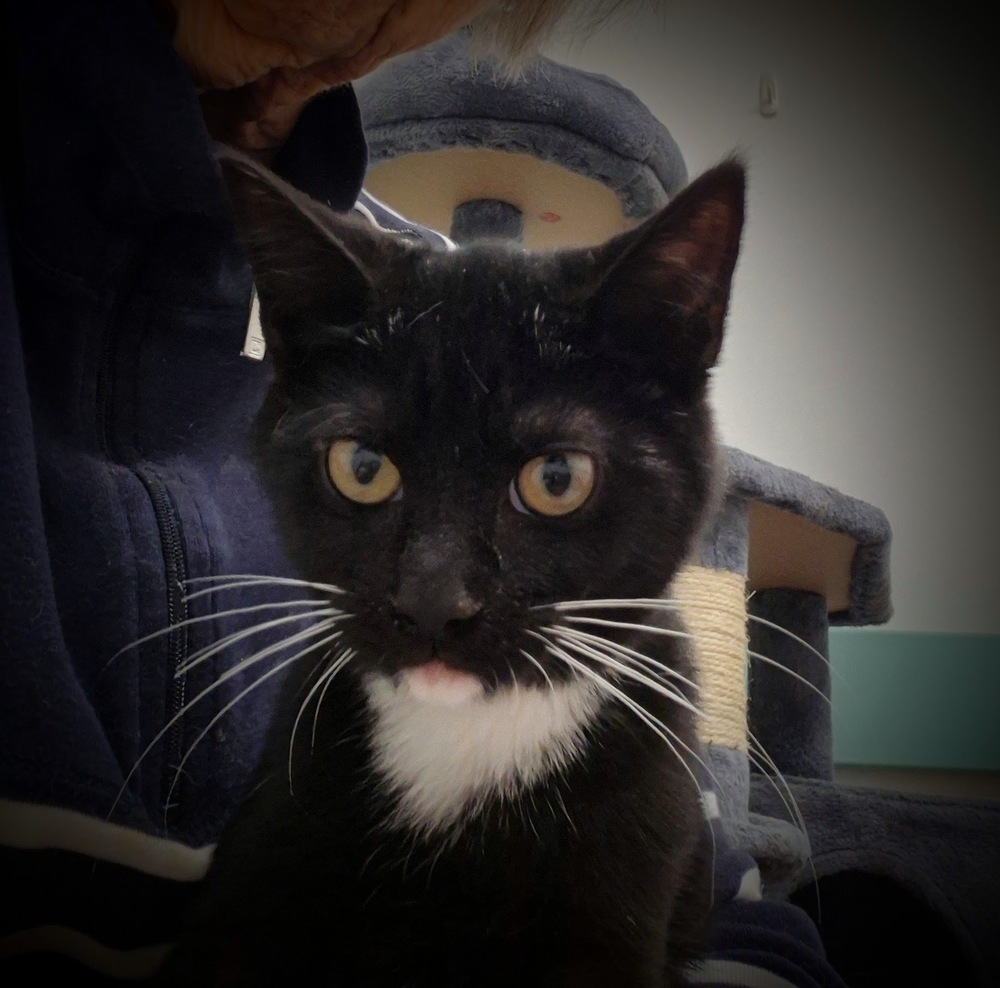 Rascal