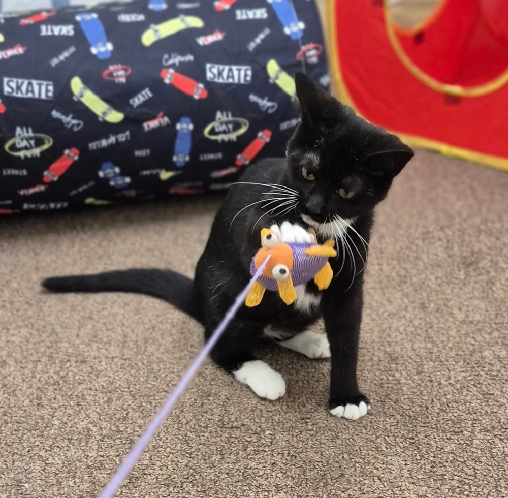 Rascal