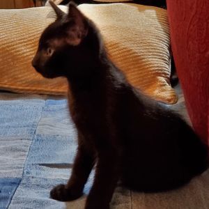 25L05 MIDNIGHT, Baby Male Domestic Short Hair