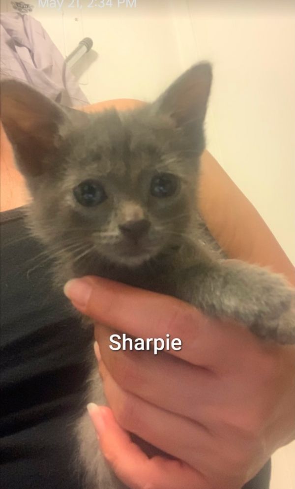 Sharpie