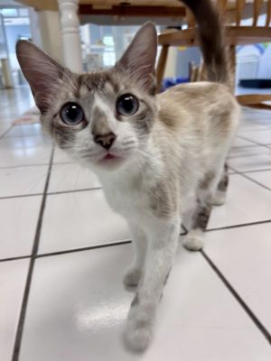 Hi Im Hibiscus With my soft medium-length fur and striking Siamese features Ive been told Im 