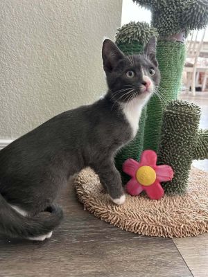 Mothman, Baby Male Domestic Short Hair