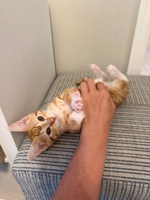 Colby Domestic Short Hair Cat