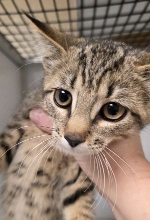 Lavender, Baby Female Domestic Short Hair