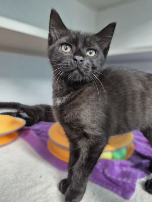 Licorice, Baby Female unknown