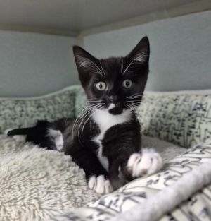 Rosemary, Baby Female Domestic Short Hair