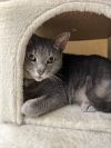Meredith - ET (PetSmart Laurens Rd) photo 1